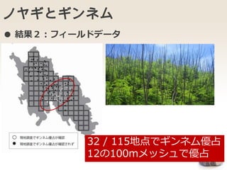 ノヤギとギンネム
46
32 / 115地点でギンネム優占
12の100mメッシュで優占
● 結果２：フィールドデータ
 