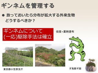 ギンネムを管理する
● 放っておいたら分布が拡大する外来生物
どうするべきか？
ギンネムについて
(一応)駆除手法は確立
ダ鳥獣ギ画東京都小笠原支庁
伐採+薬剤塗布
 