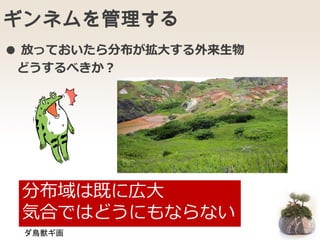 ギンネムを管理する
● 放っておいたら分布が拡大する外来生物
どうするべきか？
ダ鳥獣ギ画
分布域は既に広大
気合ではどうにもならない
 