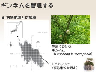ギンネムを管理する
媒島における
ギンネム
（Leucaena leucocephala）
50mメッシュ
（駆除単位を想定）
● 対象地域と対象種
 