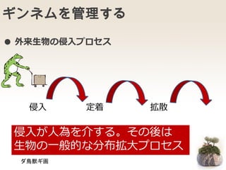 ギンネムを管理する
● 外来生物の侵入プロセス
侵入 定着 拡散
侵入が人為を介する。その後は
生物の一般的な分布拡大プロセス
ダ鳥獣ギ画
 