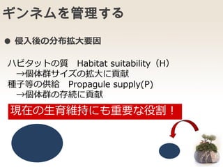 ギンネムを管理する
ハビタットの質 Habitat suitability（H）
→個体群サイズの拡大に貢献
種子等の供給 Propagule supply(P)
→個体群の存続に貢献
現在の生育維持にも重要な役割！
● 侵入後の分布拡大要因
 