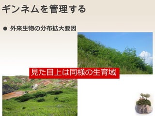 ギンネムを管理する
● 外来生物の分布拡大要因
見た目上は同様の生育域
 