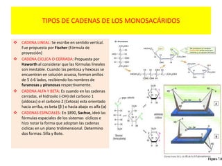 TIPOS DE CADENAS DE LOS MONOSACÁRIDOS
 CADENA LINEAL: Se escribe en sentido vertical.
Fue propuesta por Fischer (Fórmula de
proyección)
 CADENA CICLICA O CERRADA: Propuesta por
Haworth al considerar que las fórmulas lineales
son inestable. Cuando las pentosa y hexosas se
encuentran en solución acuosa, forman anillos
de 5 ó 6 lados, recibiendo los nombres de
furanosas y piranosas respectivamente.
 CADENA ALFA Y BETA: Es cuando en las cadenas
cerradas, el hidroxilo (-OH) del carbono 1
(aldosas) o el carbono 2 (Cetosa) esta orientado
hacia arriba, es beta (β ) o hacia abajo es alfa (α)
 CADENAS ESPACIALES: En 1890, Sachse, ideó las
fórmulas espaciales de los sistemas cíclicos e
hizo notar la forma que adoptan las cadenas
ciclicas en un plano tridimensional. Determino
dos formas: Silla y Bote.
 