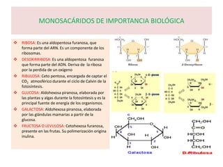 MONOSACÁRIDOS DE IMPORTANCIA BIOLÓGICA
 RIBOSA: Es una aldopentosa furanosa, que
forma parte del ARN. Es un componente de los
ribosomas.
 DESOXIRRIBOSA: Es una aldopentosa furanosa
que forma parte del ADN. Deriva de la ribosa
por la perdida de un oxígeno
 RIBULOSA: Ceto pentosa, encargada de captar el
CO2 atmosférico durante el ciclo de Calvin de la
fotosíntesis.
 GLUCOSA: Aldohexosa piranosa, elaborada por
las plantas y algas durante la fotosíntesis y es la
principal fuente de energía de los organismos.
 GALACTOSA: Aldohexosa piranosa, elaborada
por las glándulas mamarias a partir de la
glucosa.
 FRUCTOSA O LEVULOSA: Cetohexosa furanosa,
presente en las frutas. Su polimerización origina
inulina.
 