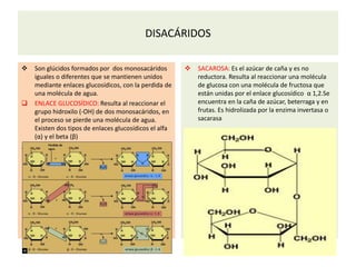 DISACÁRIDOS
 Son glúcidos formados por dos monosacáridos
iguales o diferentes que se mantienen unidos
mediante enlaces glucosídicos, con la perdida de
una molécula de agua.
 ENLACE GLUCOSÍDICO: Resulta al reaccionar el
grupo hidroxilo (-OH) de dos monosacáridos, en
el proceso se pierde una molécula de agua.
Existen dos tipos de enlaces glucosídicos el alfa
(α) y el beta (β)
.
 SACAROSA: Es el azúcar de caña y es no
reductora. Resulta al reaccionar una molécula
de glucosa con una molécula de fructosa que
están unidas por el enlace glucosídico α 1,2.Se
encuentra en la caña de azúcar, beterraga y en
frutas. Es hidrolizada por la enzima invertasa o
sacarasa
 