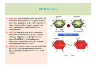 DISACÁRIDOS
 MALTOSA: Es el azúcar de malta, que resulta de
la reacción de dos moléculas de glucosa unidas
por enlace glucosídico (α 1,4 ). Se encuentra en
la germinación de los cereales: cebada, trigo,
arroz, avena y otros. Es hidrolizada por la
enzima maltasa.
 LACTOSA: Es el azúcar de la leche, resulta al
reaccionar una molécula de glucosa con una
molécula de galactosa unidas por un enlace
glucosídico (β 1,4) es sintetizada por las
hembras de los mamíferos y por las mujeres. Es
hidrolizada por la enzima lactasa.
 CELOBIOSA: Resulta al reaccionar dos moléculas
de glucosa unidas por enlaces glucosídicos
(β 1,4). Forma parte de la celulosa en la pared
celular.
 