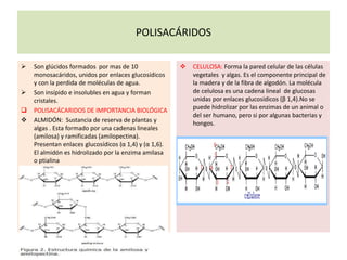 POLISACÁRIDOS
 Son glúcidos formados por mas de 10
monosacáridos, unidos por enlaces glucosídicos
y con la perdida de moléculas de agua.
 Son insípido e insolubles en agua y forman
cristales.
 POLISACÁCARIDOS DE IMPORTANCIA BIOLÓGICA
 ALMIDÓN: Sustancia de reserva de plantas y
algas . Esta formado por una cadenas lineales
(amilosa) y ramificadas (amilopectina).
Presentan enlaces glucosídicos (α 1,4) y (α 1,6).
El almidón es hidrolizado por la enzima amilasa
o ptialina
 CELULOSA: Forma la pared celular de las células
vegetales y algas. Es el componente principal de
la madera y de la fibra de algodón. La molécula
de celulosa es una cadena lineal de glucosas
unidas por enlaces glucosídicos (β 1,4).No se
puede hidrolizar por las enzimas de un animal o
del ser humano, pero si por algunas bacterias y
hongos.
 