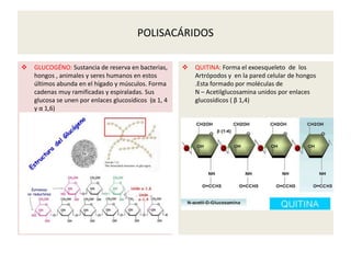 POLISACÁRIDOS
 GLUCOGÉNO: Sustancia de reserva en bacterias,
hongos , animales y seres humanos en estos
últimos abunda en el hígado y músculos. Forma
cadenas muy ramificadas y espiraladas. Sus
glucosa se unen por enlaces glucosídicos (α 1, 4
y α 1,6)
 QUITINA: Forma el exoesqueleto de los
Artrópodos y en la pared celular de hongos
.Esta formado por moléculas de
N – Acetilglucosamina unidos por enlaces
glucosídicos ( β 1,4)
 