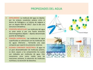 PROPIEDADES DEL AGUA
 DIPOLARIDAD: La molécula del agua es dipolar,
por los enlaces covalentes polares entre el
átomo de hidrógeno y el átomo de oxígeno y
por un ángulo HOH de 104,5°. Que le dan una
estructura tetraédrica.
 COHESIÓN MOLECULAR: Las moléculas del agua
se unen entre sí por una fuerte atracción
electromagnética (dipolo – dipolo) denominado
puente de hidrógeno.
 TENSIÓN SUPERFICIAL: Las moléculas de agua
superficiales se cohesionan con las moléculas de
las aguas inferiores , formando una capa
compacta que soporta las presiones externas
 ELEVADA CONSTANTE DIELÉCTRICA: El agua es
un gran desestabilizador de moléculas polares,
es decir, separa a los componentes los cuales
son rodeados por moléculas de agua. Este
mecanismo sirve como medio para las
reacciones celulares, la absorción de moléculas
nutritivas y la excreción de desechos.
 