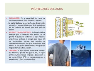 PROPIEDADES DEL AGUA
 CAPILARIDAD: Es la capacidad del agua de
ascender por vasos finos llamados capilares.
La capilaridad ocurre por las fuerzas de cohesión,
adhesión y tensión. El ascenso de la savia bruta
en las plantas se explica por este proceso
capilar.
 ELEVADO CALOR ESPECÍFICO: Es la cantidad de
energía que se necesita para elevar 1°C un
gramo de cualquier sustancia. El agua necesita
una elevada cantidad de energía para elevar 1°C
de temperatura porque sus puentes de
hidrógeno le otorgan una gran estabilidad. Esto
explica el alto punto de ebullición del agua que
llega a 100°C a 1at de presión.
 DENSIDAD: El agua líquida al enfriarse aumenta
su densidad, que es de 1g/cc a 4°C, al seguir
enfriando, la densidad empieza a descender. Es
así como el hielo (0°C) es menos denso que el
agua líquida y flota en su superficie
 