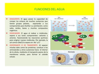 FUNCIONES DEL AGUA
 DISOLVENTE: El agua posee la capacidad de
romper los enlaces de muchas sustancias que
tienen grupos polares, separando a sus
componentes para facilitar su asimilación; como
sales, ácidos, bases y muchos compuestos
orgánicos.
 DISOCIADOR: El agua al rodear a moléculas,
separa a sus iones componentes: cationes y
aniones. Favoreciendo las reacciones químicas
para originar nuevas moléculas. Por ejemplo, la
sal común (NaCl) lo separa en: Na+ y Cl –
 DISPERSANTE O DE TRANSPORTE: Al separar
micelas tales como las proteínas; conduce a los
aminoácidos y otros sustancias hacia el interior
de la célula, mediante el transporte pasivo de la
membrana celular, para formar el coloide
celular.
• -
 