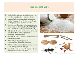 SALES MINERALES
 Moléculas formadas por un catión (metal) y un
anión (no metal) unidos por enlace iónico.
 Es pequeña la concentración de sales en las
células y líquidos de las plantas y animales pero
es vital para su normal funcionamiento.
 Se encuentran disociadas en iones o electrolitos
como: cationes: Na+ ; K+; Ca++; Fe++; Mg++; Zn++;
Cu++ ; aniones: Cl -; I- ; PO4
= ; CO3
= ; HCO3
- ; SO4
=
 El Carbonato de calcio se encuentran formando
estructuras duras como: caparazones,
cascarones, cuernos y otros.
 El Fosfato de calcio y la hidroxiapatita forman los
huesos y los dientes.
 El Na, el K y el Cl, participan en el
funcionamiento del sistema nervioso
 EL Ca es vital para las contracciones musculares
y para la coagulación de la sangre.
 Las sales también favorecen la digestión de los
alimentos al ionizar las sustancia.
 