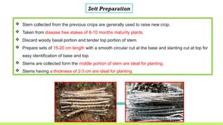 Clonal Propagation Techniques in Sweet potato, Cassava, and Colacasia ...