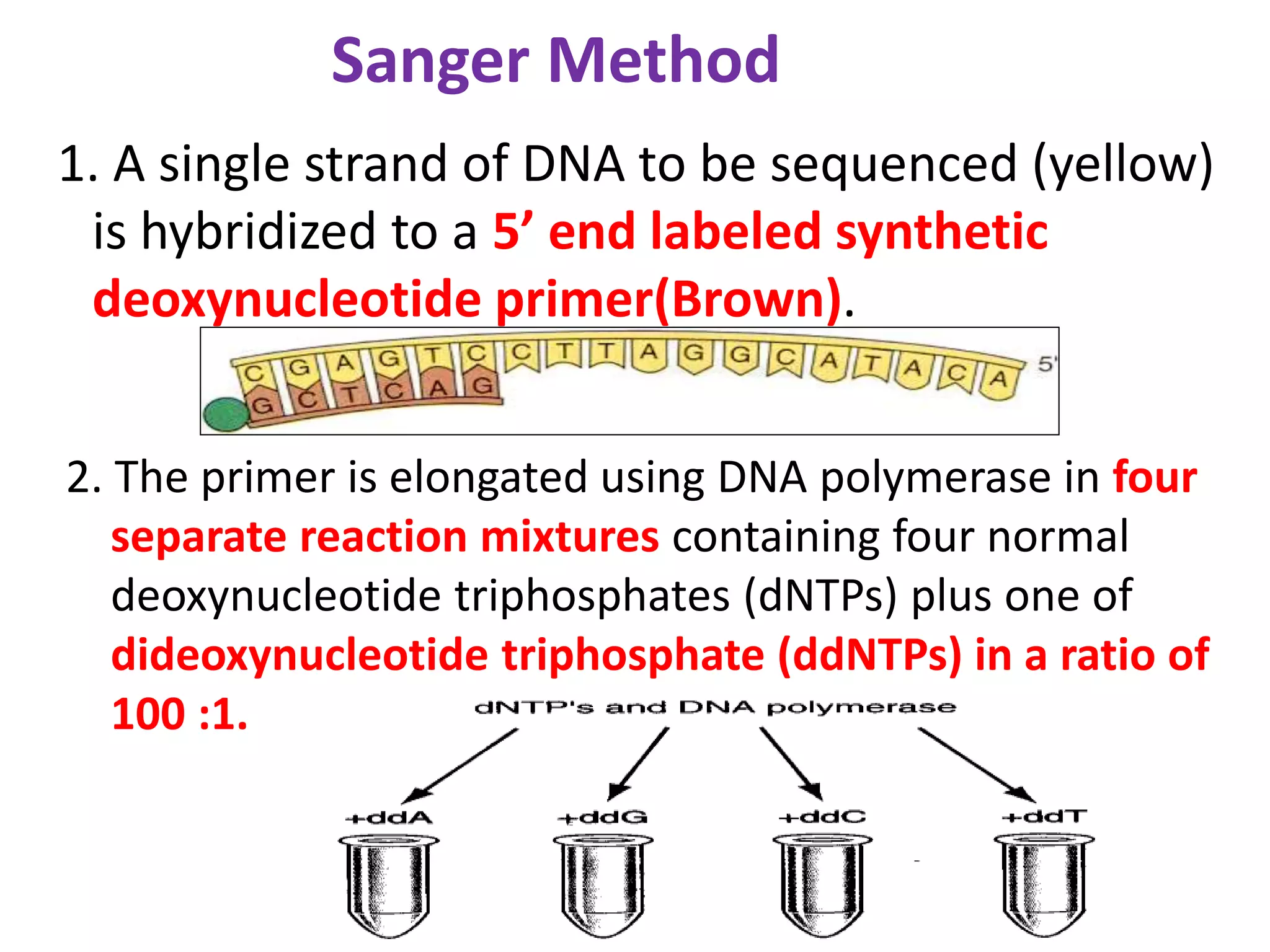 Sanger Method
1. A single strand of DNA to be sequenced (yellow)
is hybridized to a 5’ end labeled synthetic
deoxynucleotide primer(Brown).
2. The primer is elongated using DNA polymerase in four
separate reaction mixtures containing four normal
deoxynucleotide triphosphates (dNTPs) plus one of
dideoxynucleotide triphosphate (ddNTPs) in a ratio of
100 :1.
 