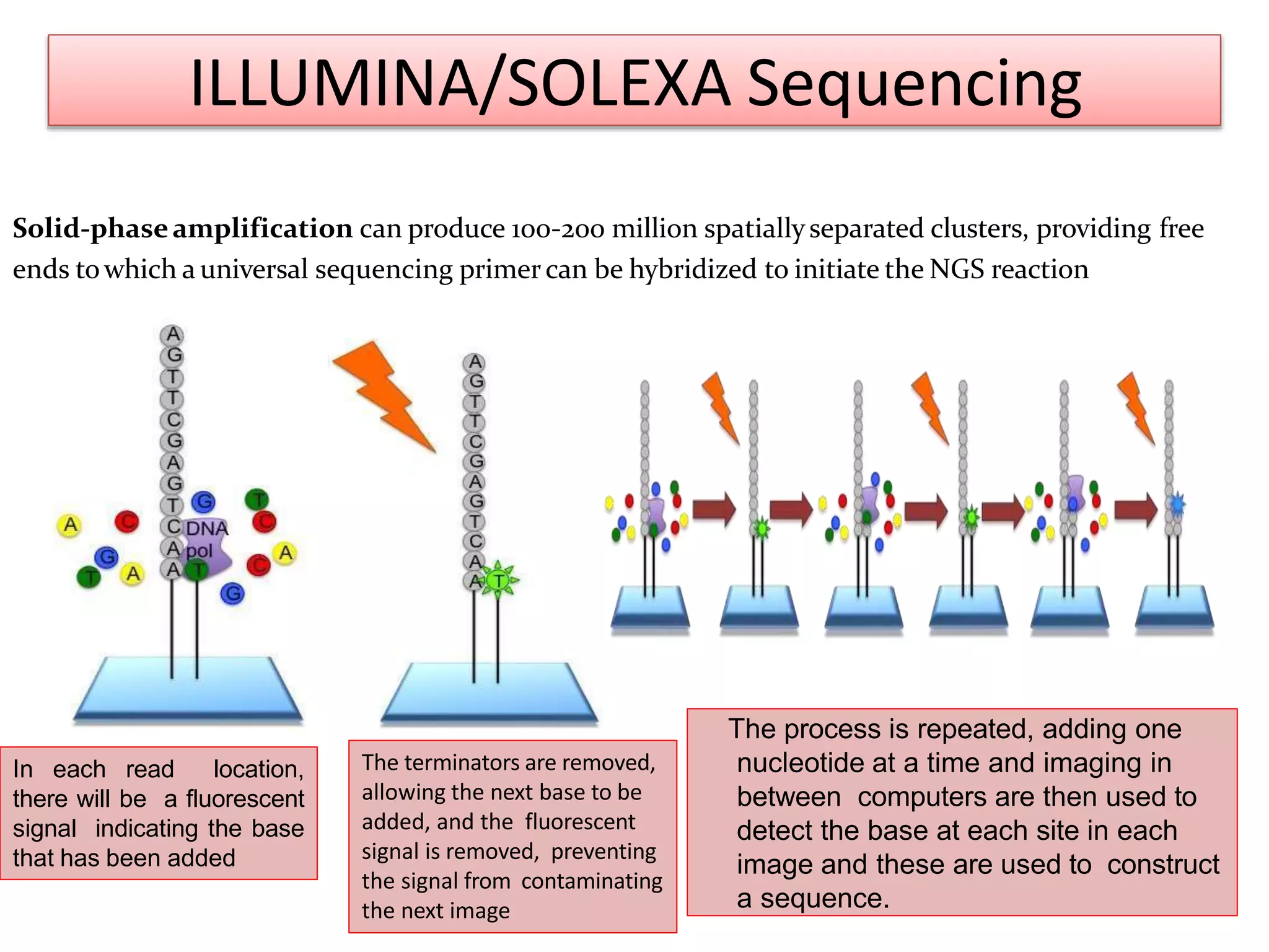 Solid-phaseamplification can produce 100-200 million spatiallyseparated clusters, providing free
ends towhich a universal sequencing primer can be hybridized to initiate the NGS reaction
ILLUMINA/SOLEXA Sequencing
In each read location,
there will be a fluorescent
signal indicating the base
that has been added
The terminators are removed,
allowing the next base to be
added, and the fluorescent
signal is removed, preventing
the signal from contaminating
the next image
The process is repeated, adding one
nucleotide at a time and imaging in
between computers are then used to
detect the base at each site in each
image and these are used to construct
a sequence.
 
