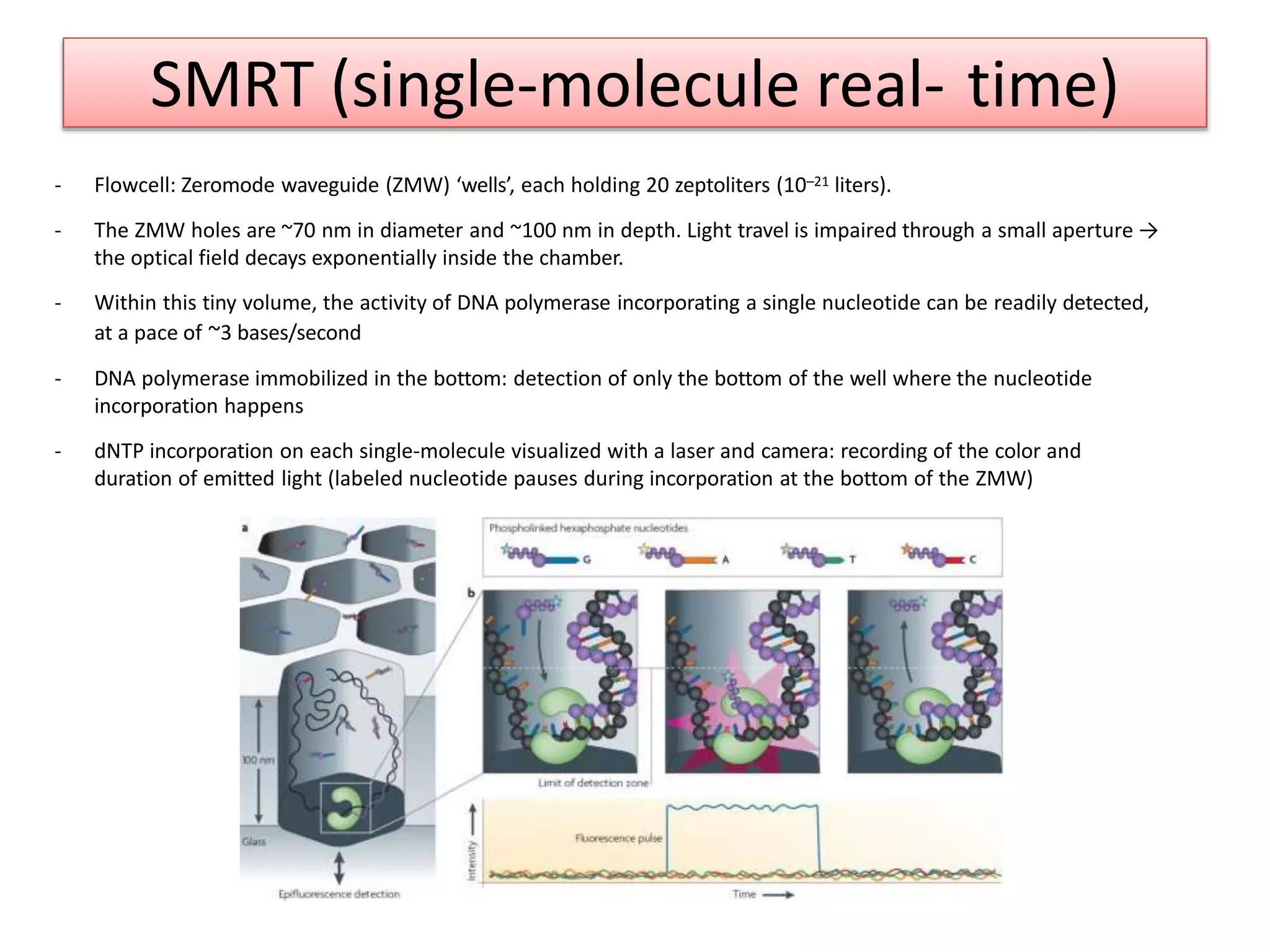 SMRT (single-molecule real- time)
- Flowcell: Zeromode waveguide (ZMW) ‘wells’, each holding 20 zeptoliters (10–21 liters).
- The ZMW holes are ~70 nm in diameter and ~100 nm in depth. Light travel is impaired through a small aperture →
the optical field decays exponentially inside the chamber.
- Within this tiny volume, the activity of DNA polymerase incorporating a single nucleotide can be readily detected,
at a pace of ~3 bases/second
- DNA polymerase immobilized in the bottom: detection of only the bottom of the well where the nucleotide
incorporation happens
- dNTP incorporation on each single-molecule visualized with a laser and camera: recording of the color and
duration of emitted light (labeled nucleotide pauses during incorporation at the bottom of the ZMW)
 