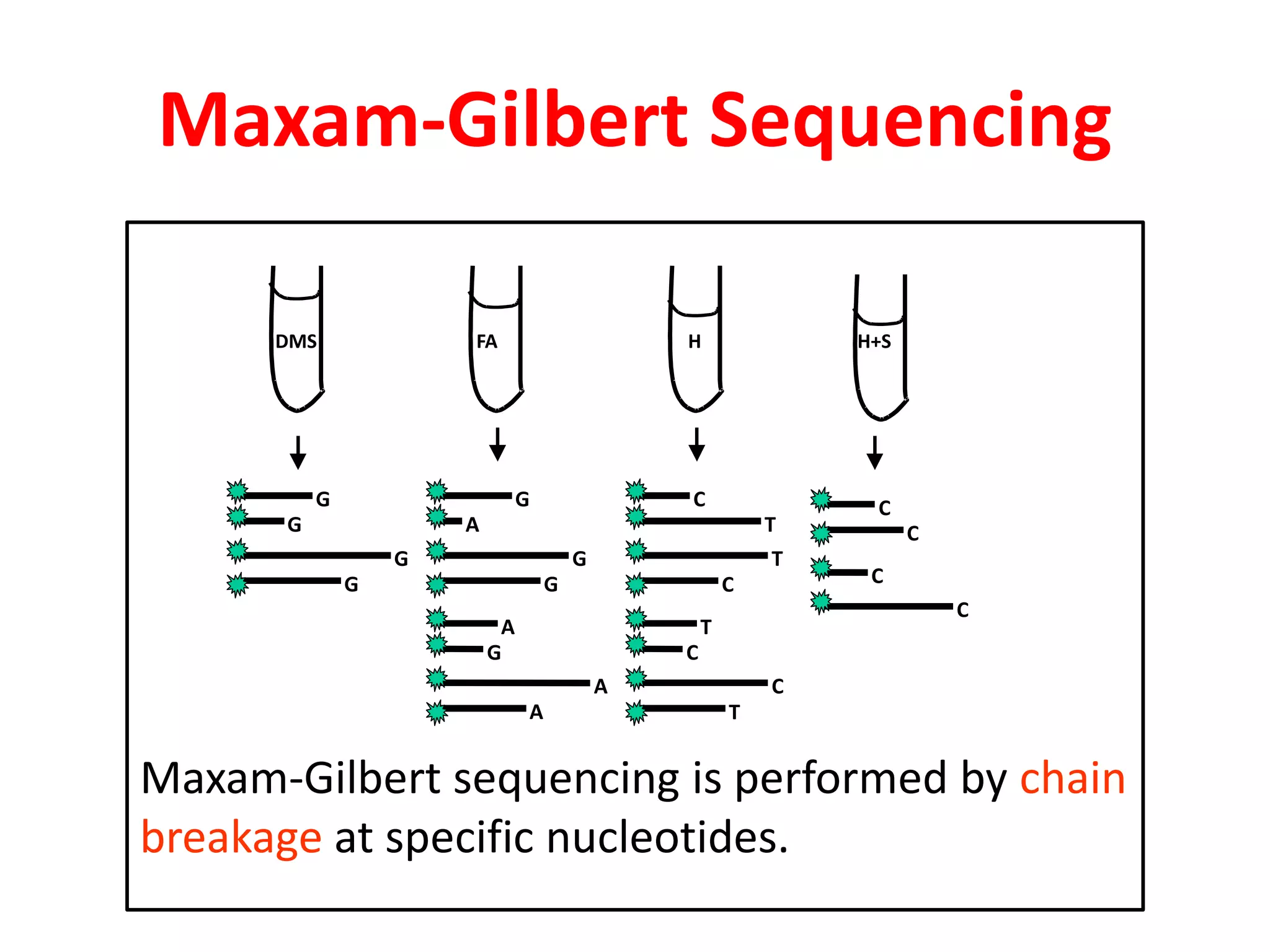 Maxam-Gilbert sequencing is performed by chain
breakage at specific nucleotides.
DMS
G
G
G
FA
G
A
G
G
A
G
A
H
C
T
T
C
T
C
C
T
H+S
C
C
C
C
G
A
Maxam-Gilbert Sequencing
 