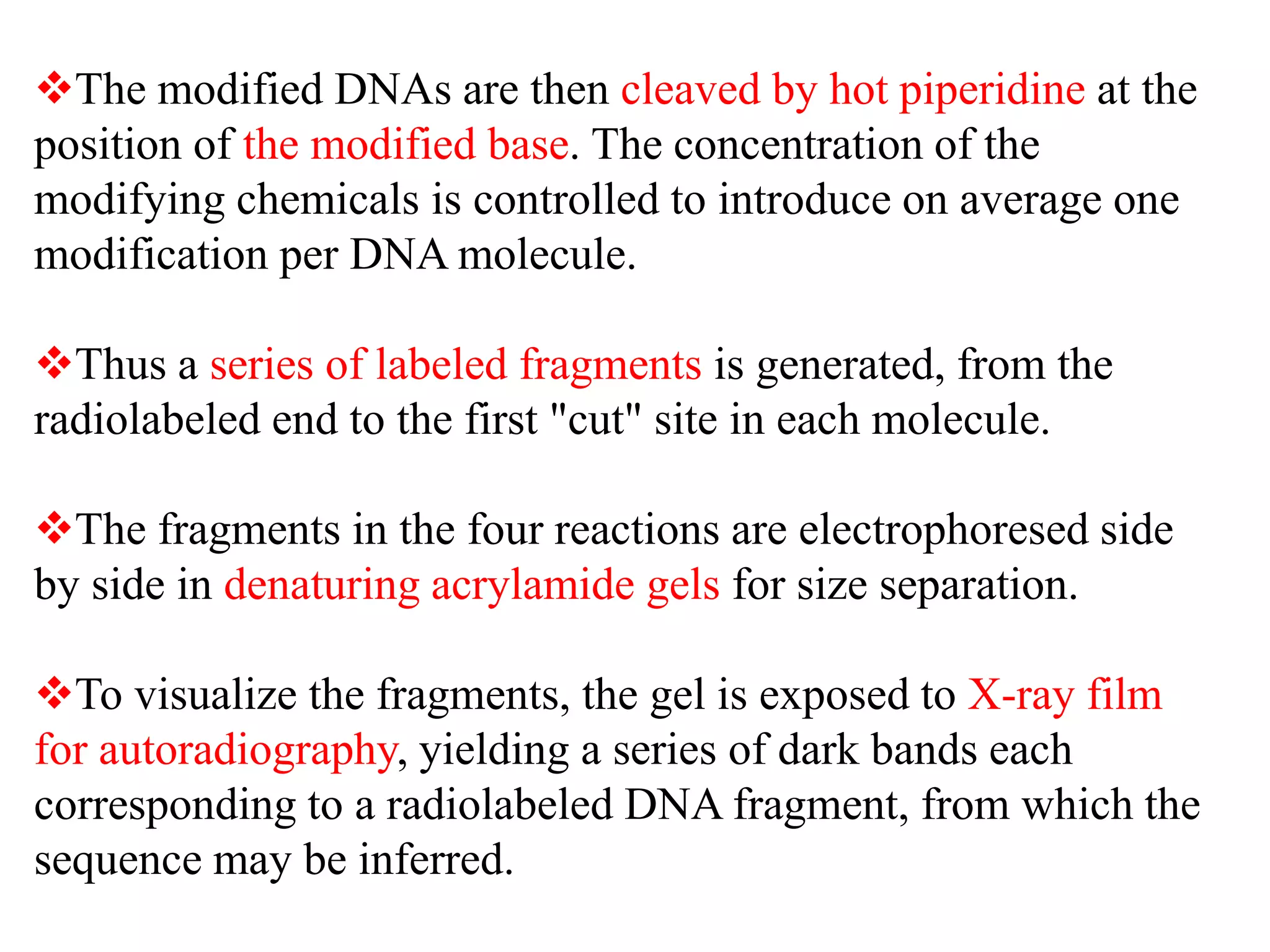 The modified DNAs are then cleaved by hot piperidine at the
position of the modified base. The concentration of the
modifying chemicals is controlled to introduce on average one
modification per DNA molecule.
Thus a series of labeled fragments is generated, from the
radiolabeled end to the first "cut" site in each molecule.
The fragments in the four reactions are electrophoresed side
by side in denaturing acrylamide gels for size separation.
To visualize the fragments, the gel is exposed to X-ray film
for autoradiography, yielding a series of dark bands each
corresponding to a radiolabeled DNA fragment, from which the
sequence may be inferred.
 