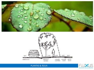 PLANTAS & ÁGUA
 