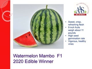 Watermelon Mambo F1
2020 Edible Winner
• Sweet, crisp,
refreshing flesh
• 9 inch fruits
weigh about 11
pounds
• High seed
...