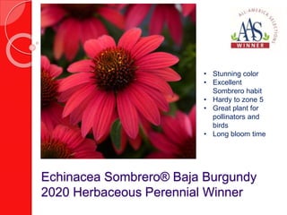Echinacea Sombrero® Baja Burgundy
2020 Herbaceous Perennial Winner
• Stunning color
• Excellent
Sombrero habit
• Hardy to ...