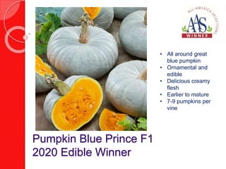 Pumpkin Blue Prince F1
2020 Edible Winner
• All around great
blue pumpkin
• Ornamental and
edible
• Delicious creamy
flesh...