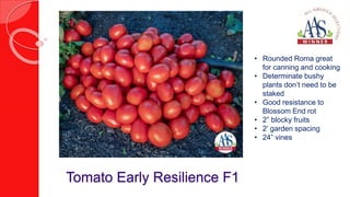 Tomato Early Resilience F1
• Rounded Roma great
for canning and cooking
• Determinate bushy
plants don’t need to be
staked...