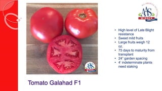 Tomato Galahad F1
• High level of Late Blight
resistance
• Sweet mild fruits
• Large fruits weigh 12
oz.
• 75 days to matu...