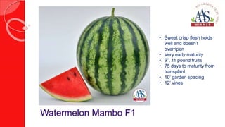 Watermelon Mambo F1
• Sweet crisp flesh holds
well and doesn’t
overripen
• Very early maturity
• 9”, 11 pound fruits
• 75 ...