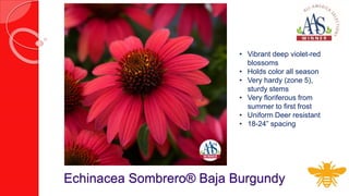 Echinacea Sombrero® Baja Burgundy
• Vibrant deep violet-red
blossoms
• Holds color all season
• Very hardy (zone 5),
sturd...