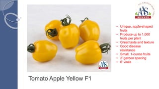 Tomato Apple Yellow F1
• Unique, apple-shaped
fruits
• Produce up to 1,000
fruits per plant
• Great taste and texture
• Good disease
resistance
• Small, 1-ounce fruits
• 2’ garden spacing
• 6’ vines
 