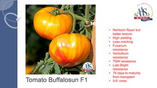 Tomato Buffalosun F1
• Heirloom flavor but
better texture
• High yielding
• Less cracking
• Fusarium
resistance
• Verticillium
resistance
• TSW resistance
• Late Blight
resistance
• 70 days to maturity
from transplant
• 5-6’ vines
 