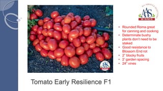 Tomato Early Resilience F1
• Rounded Roma great
for canning and cooking
• Determinate bushy
plants don’t need to be
staked
• Good resistance to
Blossom End rot
• 2” blocky fruits
• 2’ garden spacing
• 24” vines
 