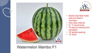 Watermelon Mambo F1
• Sweet crisp flesh holds
well and doesn’t
overripen
• Very early maturity
• 9”, 11 pound fruits
• 75 days to maturity from
transplant
• 10’ garden spacing
• 12’ vines
 