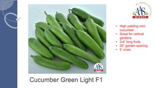 Cucumber Green Light F1
• High yielding mini
cucumber
• Great for vertical
gardens
• 3-4” long fruits
• 20” garden spacing
• 5’ vines
 