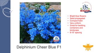 Delphinium Cheer Blue F1
• Bright blue flowers
• Seed propagated
• Compact habit
• Very uniform
• Great for bedding,
containers and
landscape
• 8-10” spacing
 