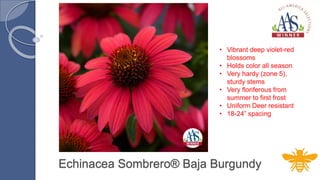 Echinacea Sombrero® Baja Burgundy
• Vibrant deep violet-red
blossoms
• Holds color all season
• Very hardy (zone 5),
sturdy stems
• Very floriferous from
summer to first frost
• Uniform Deer resistant
• 18-24” spacing
 