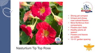 Nasturtium Tip Top Rose
• Strong yet compact
• Unique and showy
rose colored flowers
• More floriferous than
comparisons
• Flowers don’t fade
• Healthy plants all
season
• Flowers and leaves
are edible
• 13-15” garden spacing
 