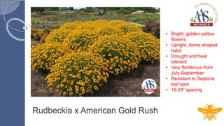 Rudbeckia x American Gold Rush
• Bright, golden-yellow
flowers
• Upright, dome-shaped
habit
• Drought and heat
tolerant
• Very floriferous from
July-September
• Resistant to Septoria
leaf spot
• 18-24” spacing
 