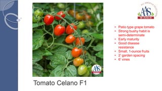 Tomato Celano F1
• Patio type grape tomato
• Strong bushy habit is
semi-determinate
• Early maturity
• Good disease
resistance
• Small, 1-ounce fruits
• 2’ garden spacing
• 6’ vines
 