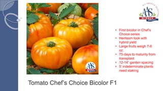 Tomato Chef’s Choice Bicolor F1
• First bicolor in Chef’s
Choice series
• Heirloom look with
hybrid yield
• Large fruits weigh 7-8
oz.
• 75 days to maturity from
transplant
• 12-14” garden spacing
• 5’ indeterminate plants
need staking
 