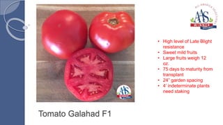 Tomato Galahad F1
• High level of Late Blight
resistance
• Sweet mild fruits
• Large fruits weigh 12
oz.
• 75 days to maturity from
transplant
• 24” garden spacing
• 4’ indeterminate plants
need staking
 