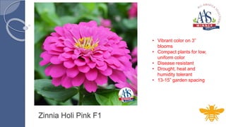 Zinnia Holi Pink F1
• Vibrant color on 3”
blooms
• Compact plants for low,
uniform color
• Disease resistant
• Drought, heat and
humidity tolerant
• 13-15” garden spacing
 