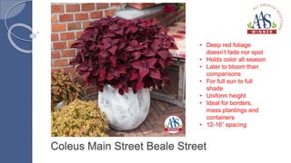 Coleus Main Street Beale Street
• Deep red foliage
doesn’t fade nor spot
• Holds color all season
• Later to bloom than
comparisons
• For full sun to full
shade
• Uniform height
• Ideal for borders,
mass plantings and
containers
• 12-16” spacing
 