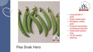 Pea Snak Hero
• Long slender 4”
pods
• Super sweet taste
• Stringless, edible
pods
• Frequent harvesting
increases production
• Great early-season
crop
• 12-24” garden
spacing
 