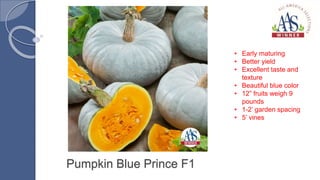 Pumpkin Blue Prince F1
• Early maturing
• Better yield
• Excellent taste and
texture
• Beautiful blue color
• 12” fruits weigh 9
pounds
• 1-2’ garden spacing
• 5’ vines
 