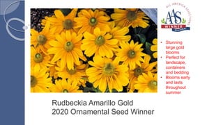 Rudbeckia Amarillo Gold
2020 Ornamental Seed Winner
• Stunning
large gold
blooms
• Perfect for
landscape,
containers
and bedding
• Blooms early
and lasts
throughout
summer
 