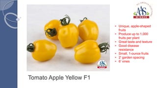 Tomato Apple Yellow F1
• Unique, apple-shaped
fruits
• Produce up to 1,000
fruits per plant
• Great taste and texture
• Go...