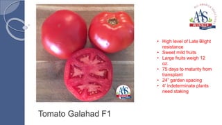 Tomato Galahad F1
• High level of Late Blight
resistance
• Sweet mild fruits
• Large fruits weigh 12
oz.
• 75 days to matu...